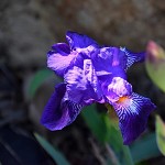 Iris violet, emblème du Québec. אירוס סגול